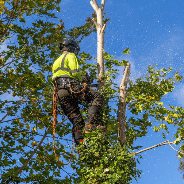 élagage à Sherbrooke