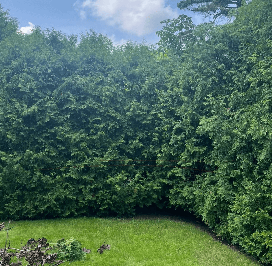 déboisement Sherbrooke